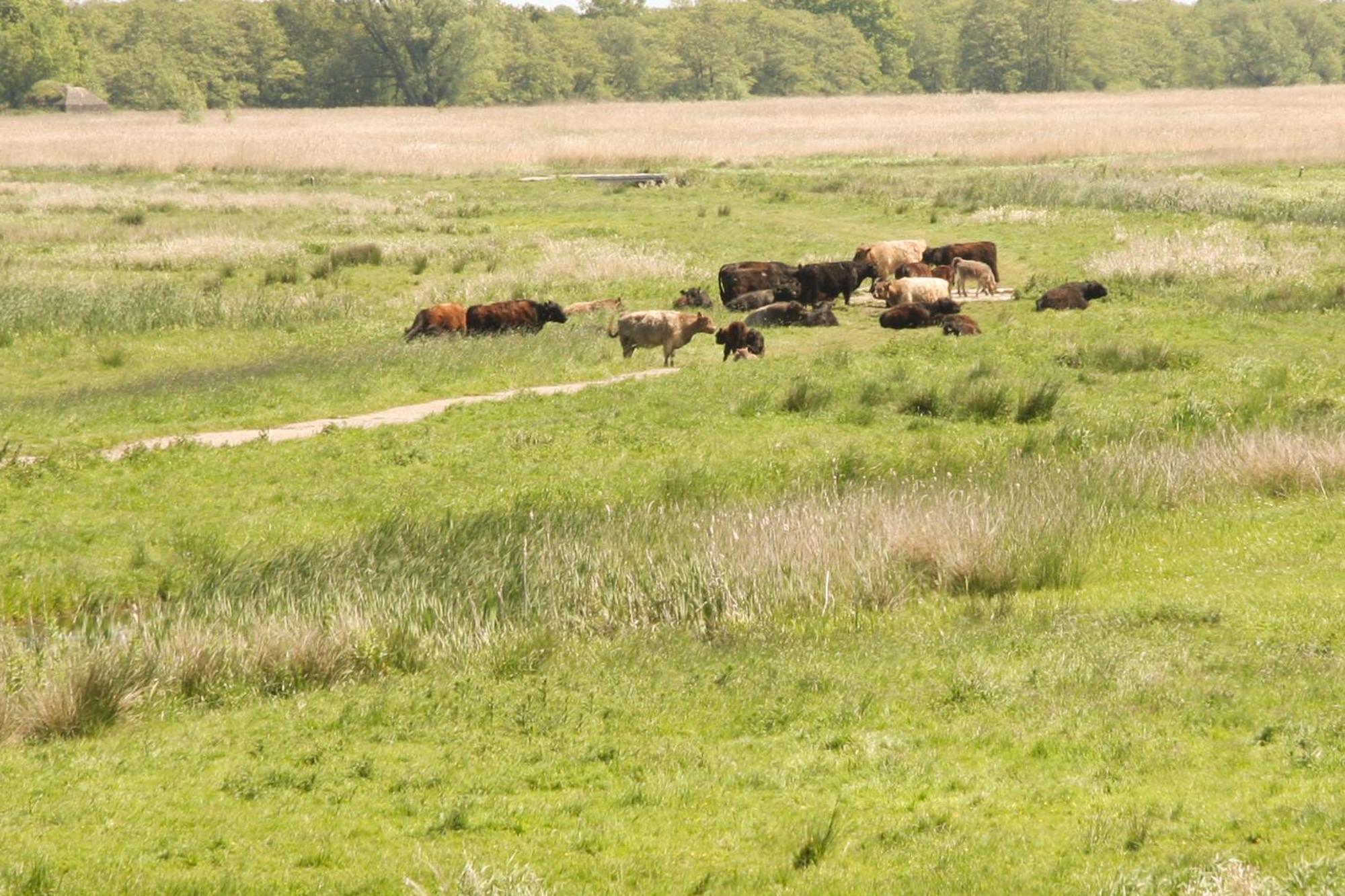 Boerenhofstede De Overhorn Weesp Bilik gambar